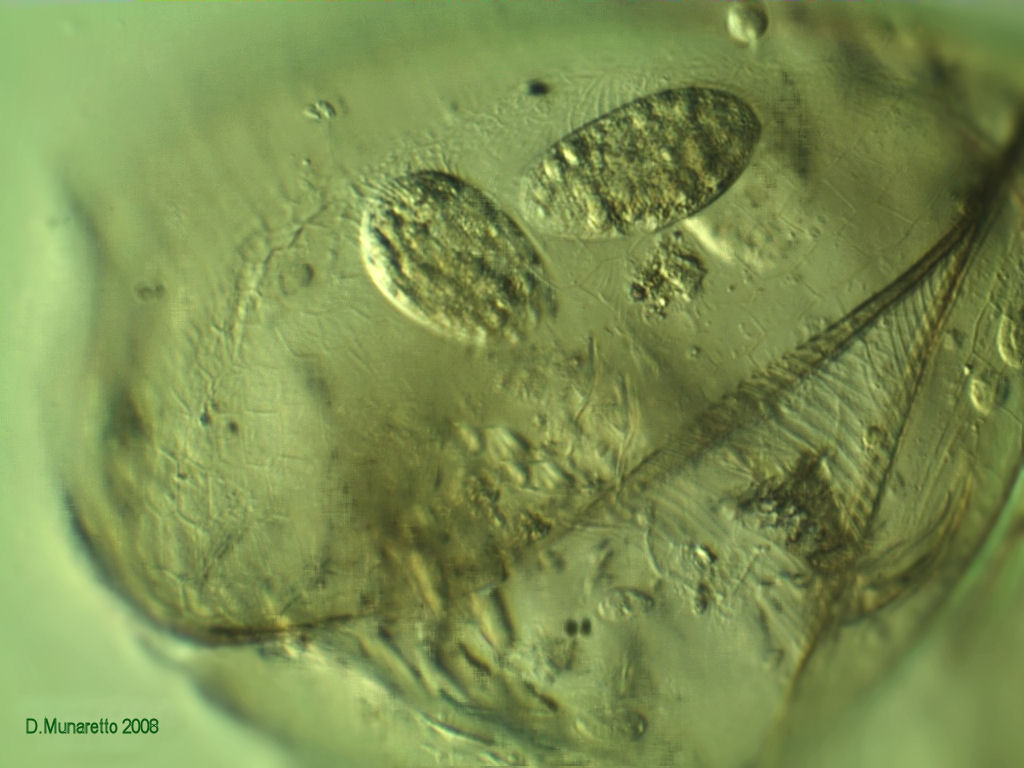 Ciliati in pulce d''acqua...o quello che ne rimane!